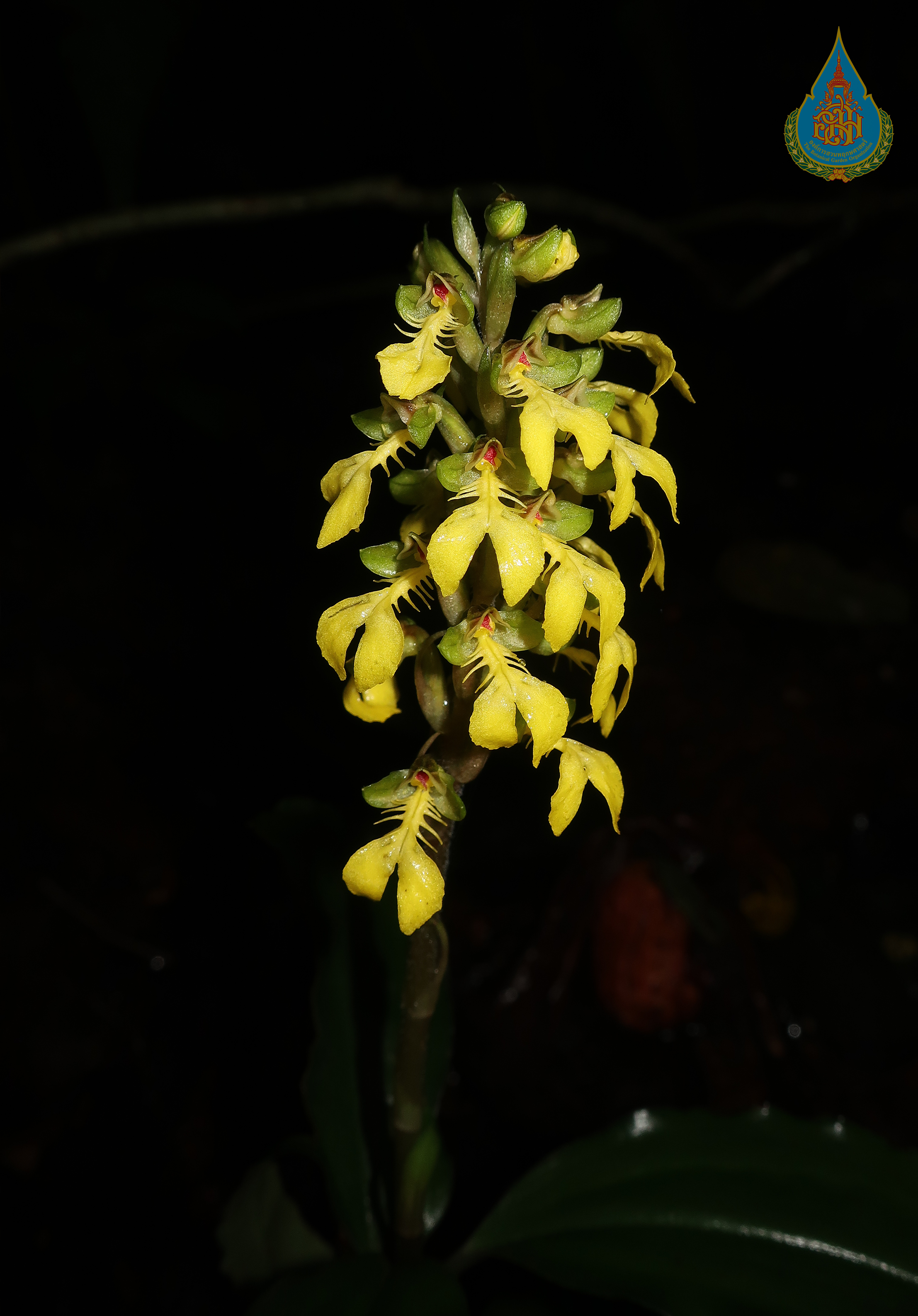 นกคุ้มไฟ Odontochilus lanceolatus (Lindl.) Blume<br/>ORCHIDACEAE